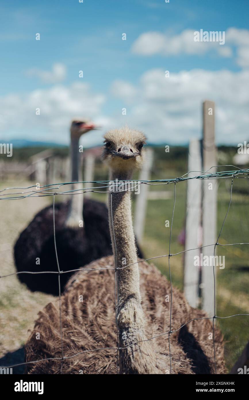 ostrich on the walk Stock Photo