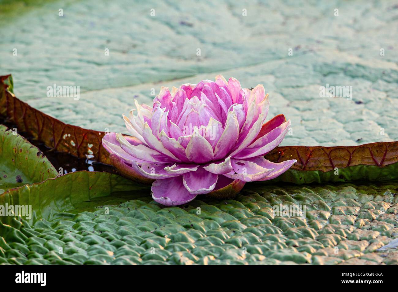 victoria amazonica giant water lily