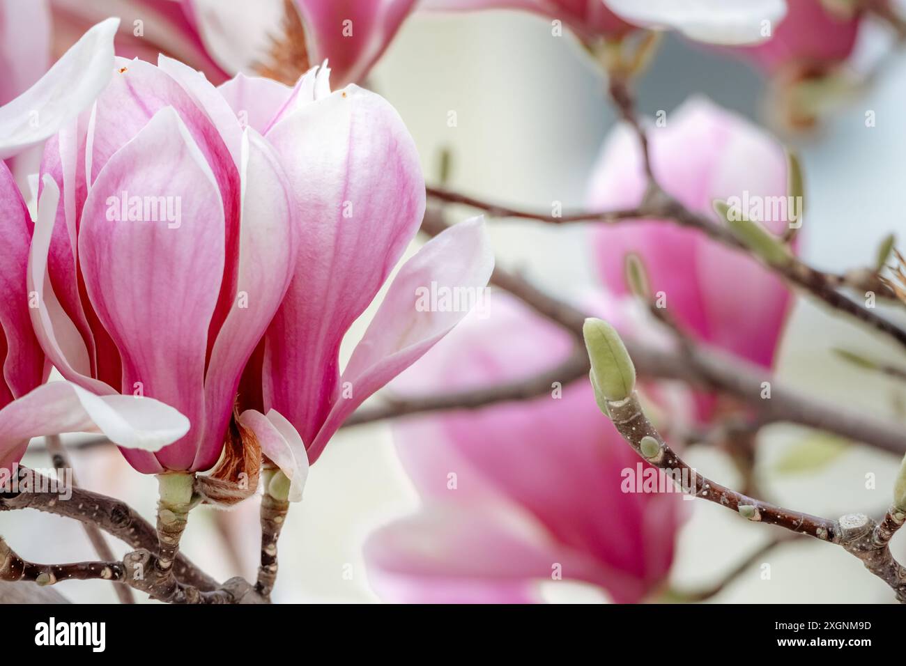 Magnolia Sulanjana flowers with petals in the spring season. beautiful ...