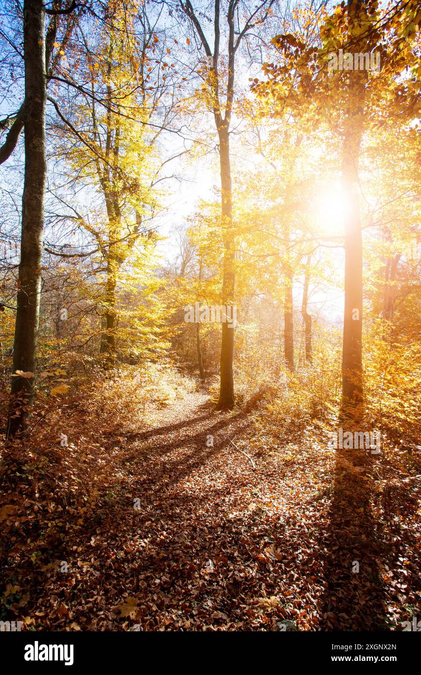 Beautiful forest in autumn, bright sunny day with colorful leaves on the floor Stock Photo