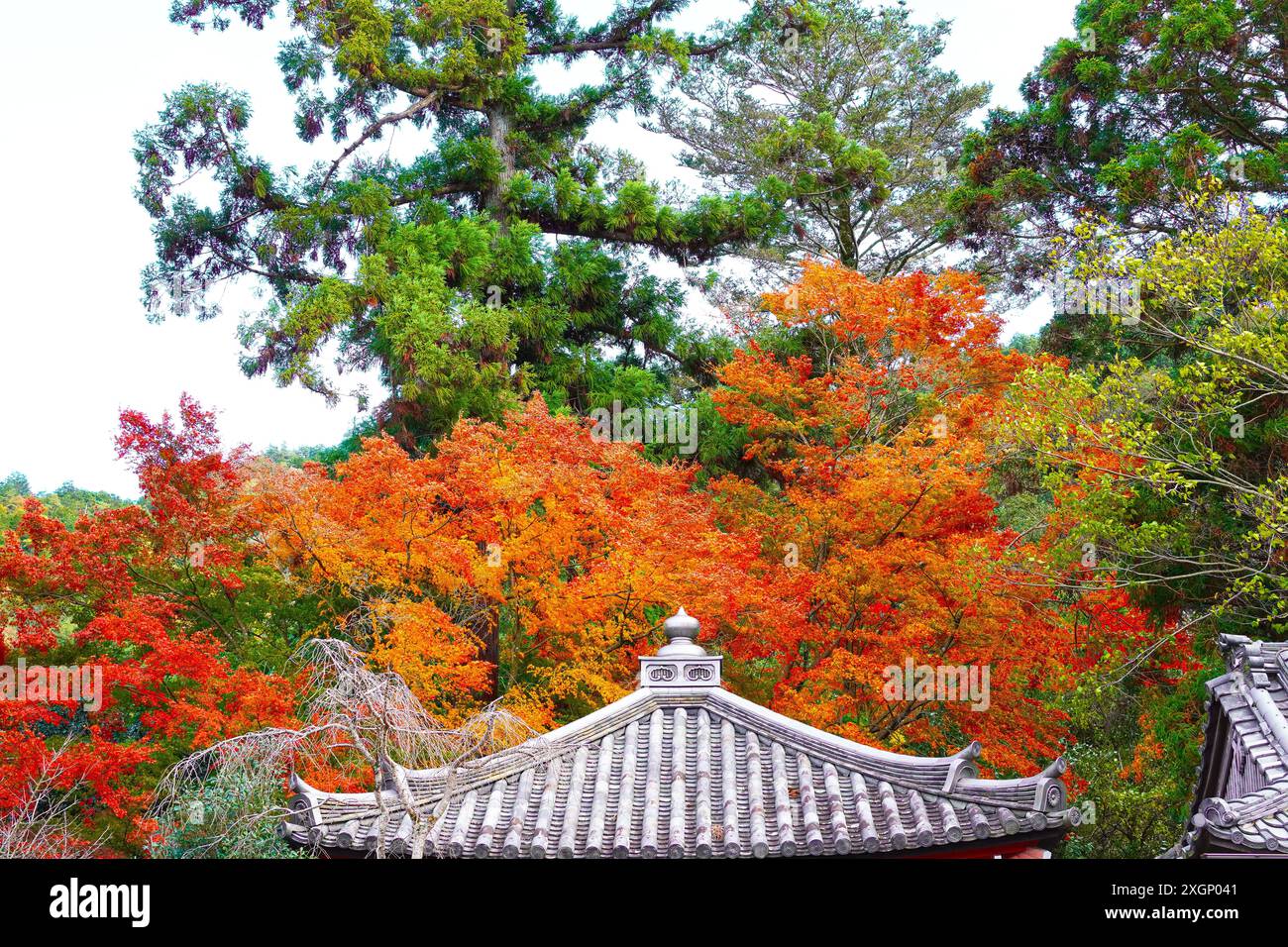 Autumn leaves and tiled roofs of a temple in Kyoto Stock Photo - Alamy