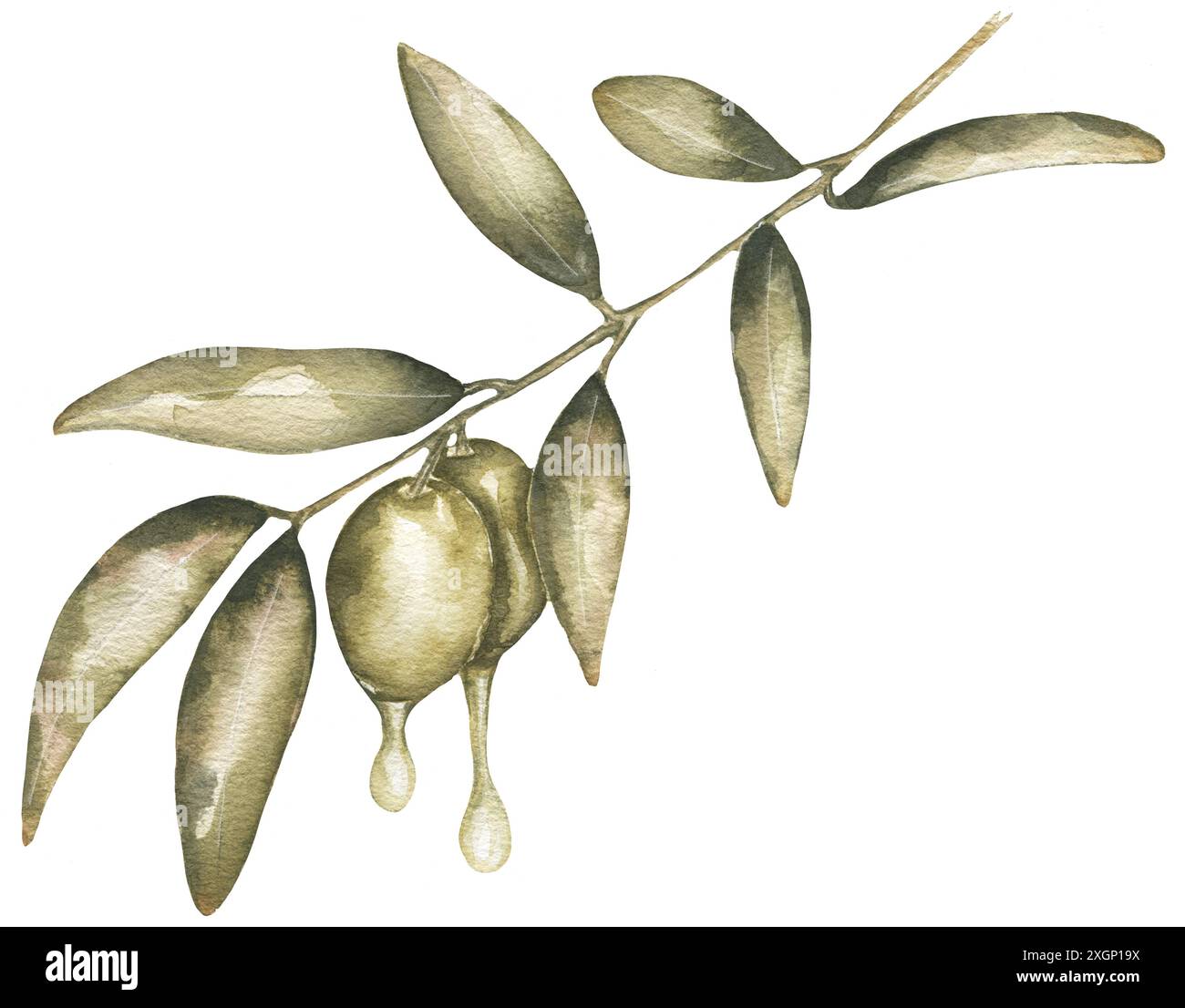 Hand drawn Olives Clipart, Watercolor Oliva branch with oil drop ...