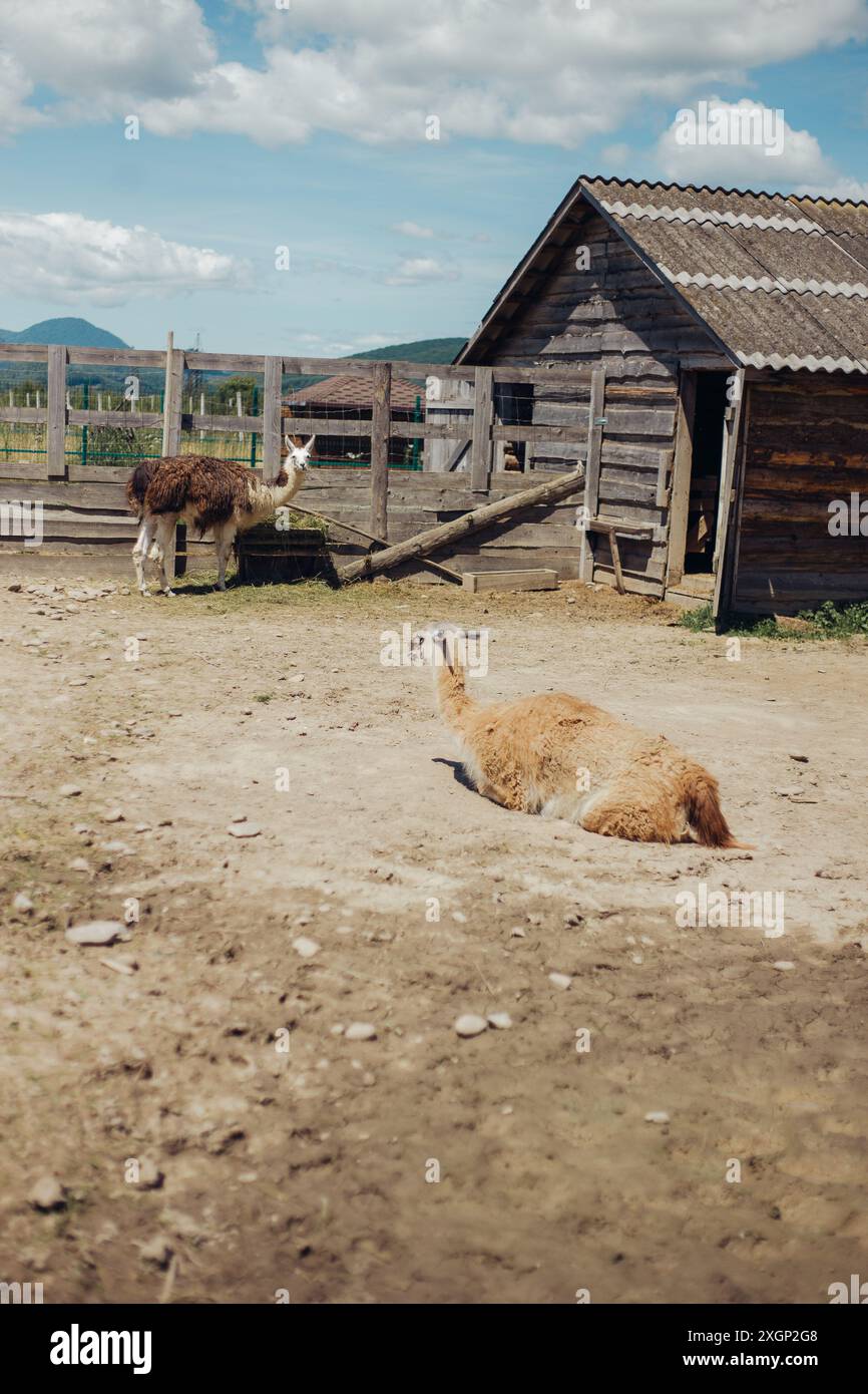 llama portrait Stock Photo