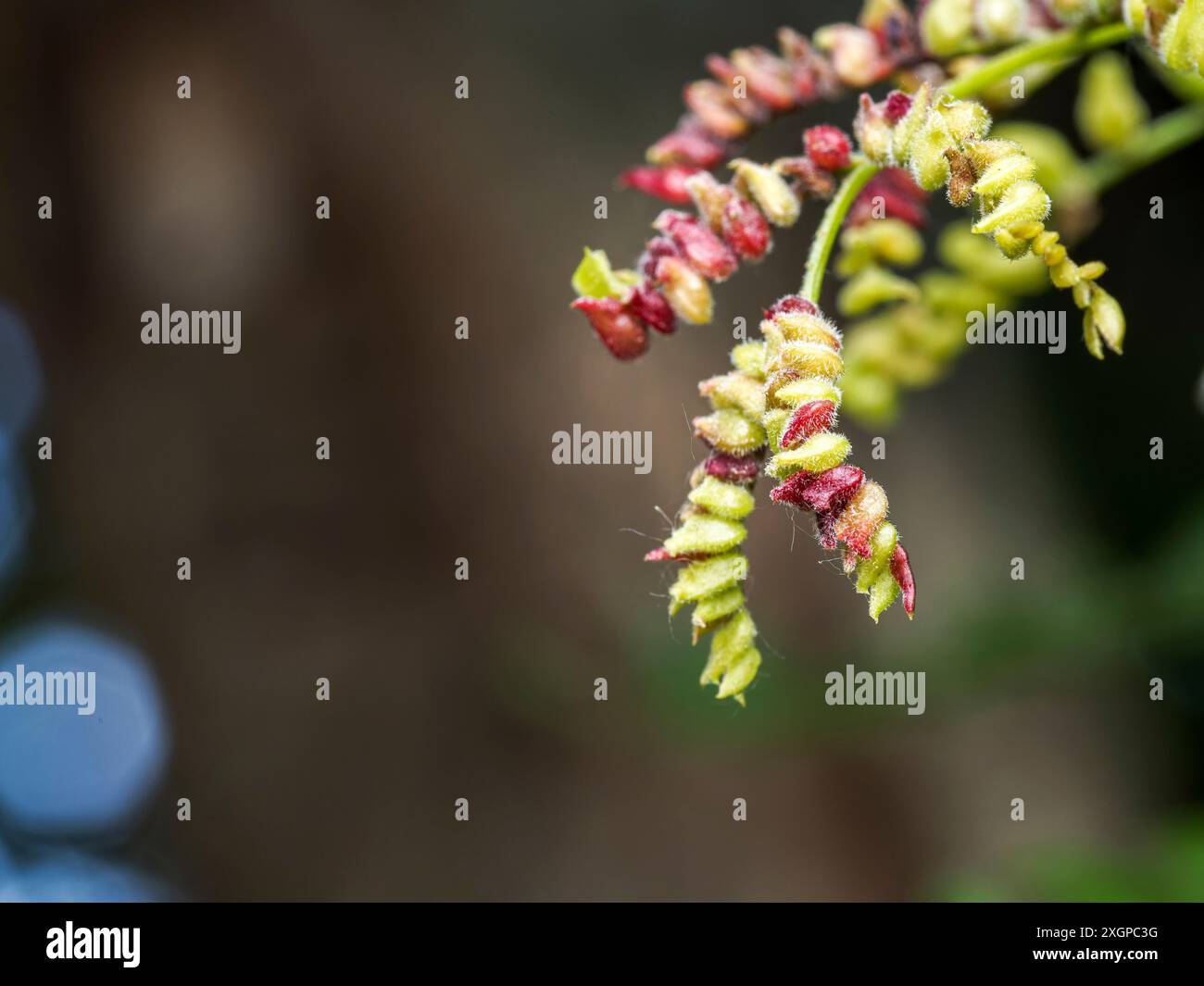 star gooseberry fruit on the tree in the garden. selective focus Stock Photo