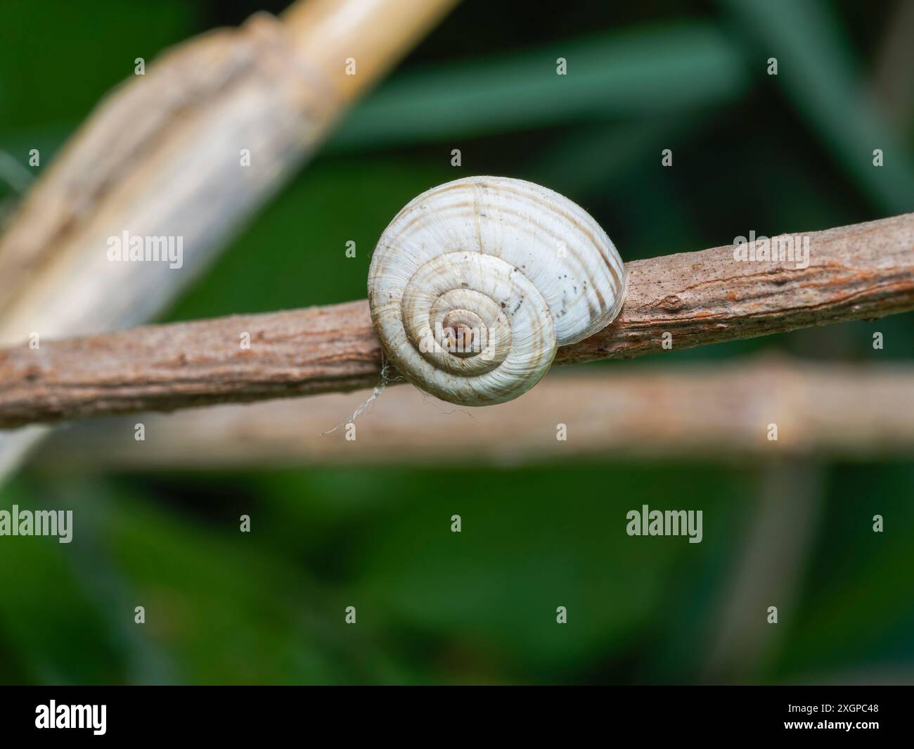 Copse Snail - Arianta arbustorum Stock Photo