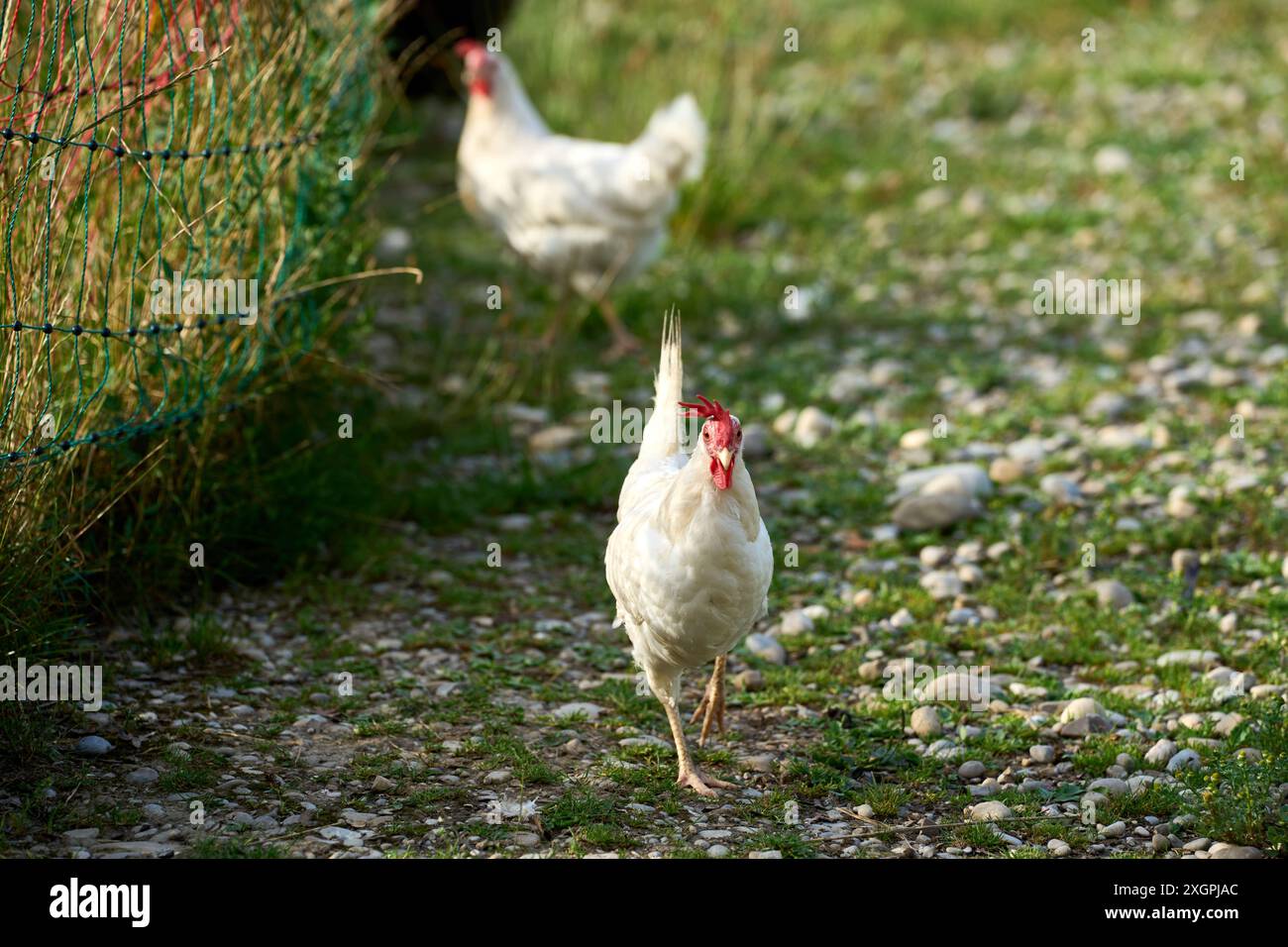 Bauernhof pest hi-res stock photography and images - Alamy