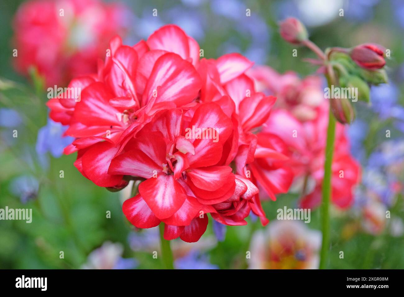 Red and white variegated trailing ivy leaf Pelargonium ‘Royal Candy ...