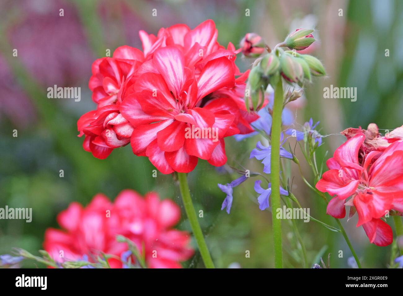 Red and white variegated trailing ivy leaf Pelargonium ‘Royal Candy ...
