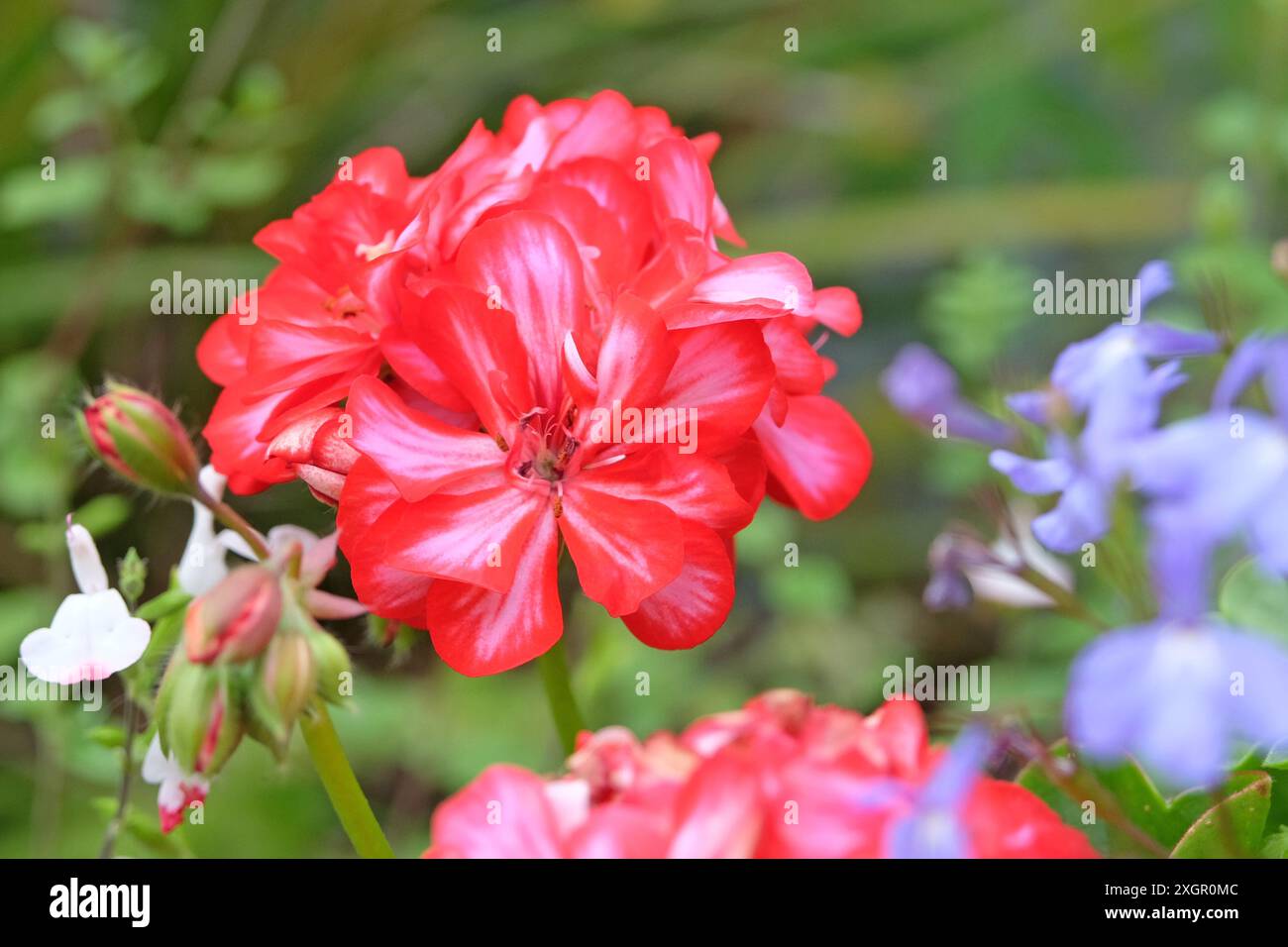Variegated leaf geranium hires stock photography and images Alamy