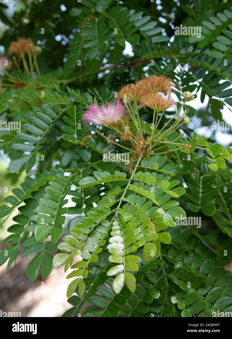 Rain Tree, Saman, Chankiri Tree or Monkeypod, Samanea saman, syn ...