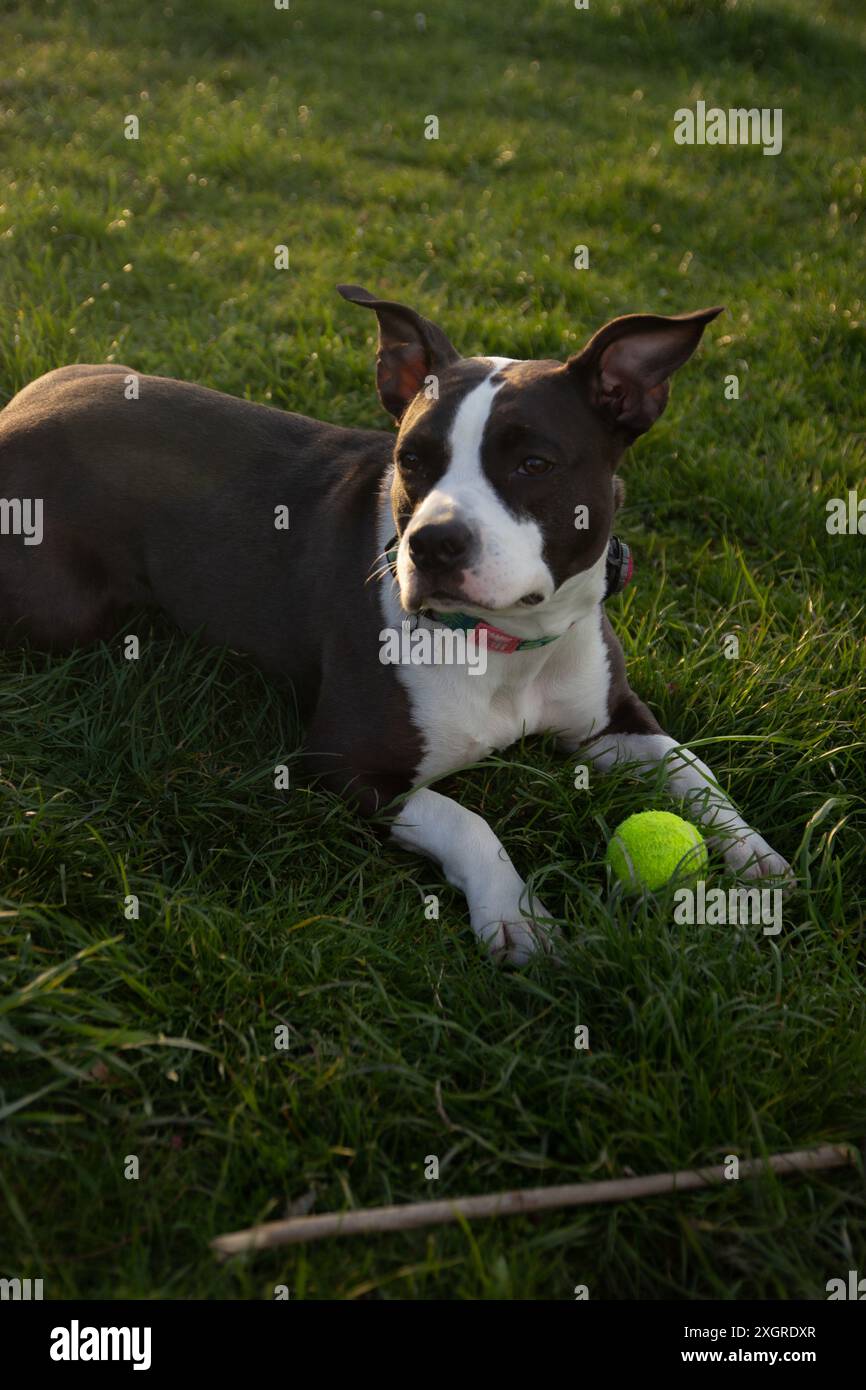 Staffordshire terrier playing in the park Stock Photo