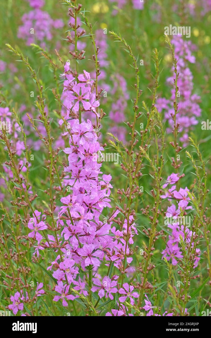 Purple Lythrum virgatum, wand loosestrife ‘Happyness’ in flower. Stock Photo