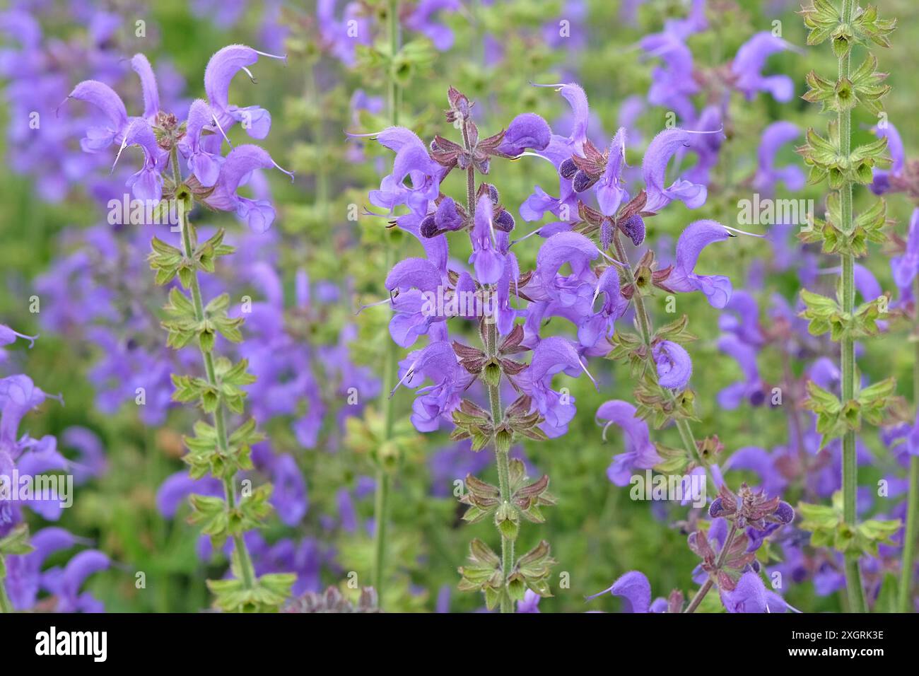 Salvia x sylvestris hi-res stock photography and images - Alamy