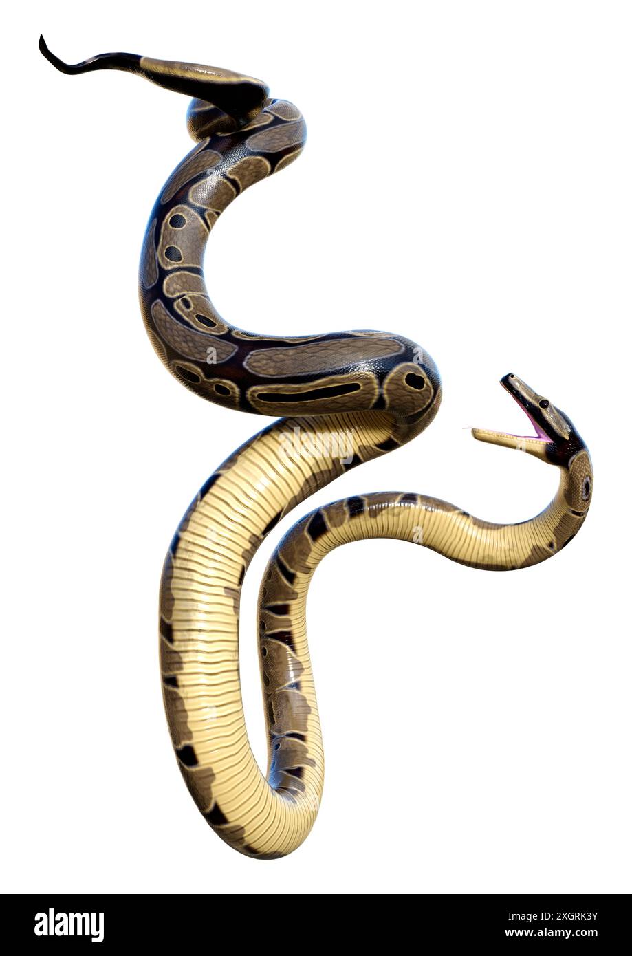 Python regius non venomous animal hi-res stock photography and images ...