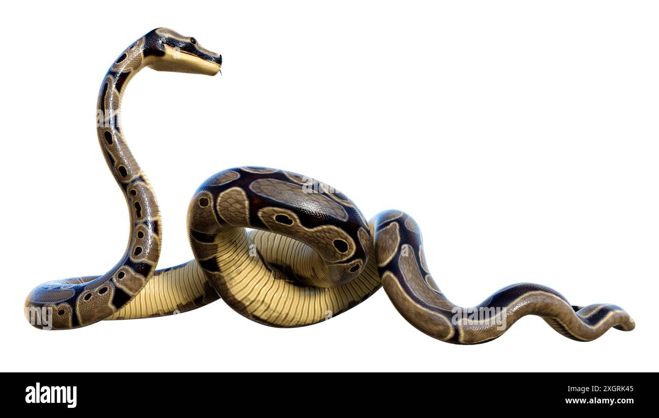 Python regius non venomous animal hi-res stock photography and images ...