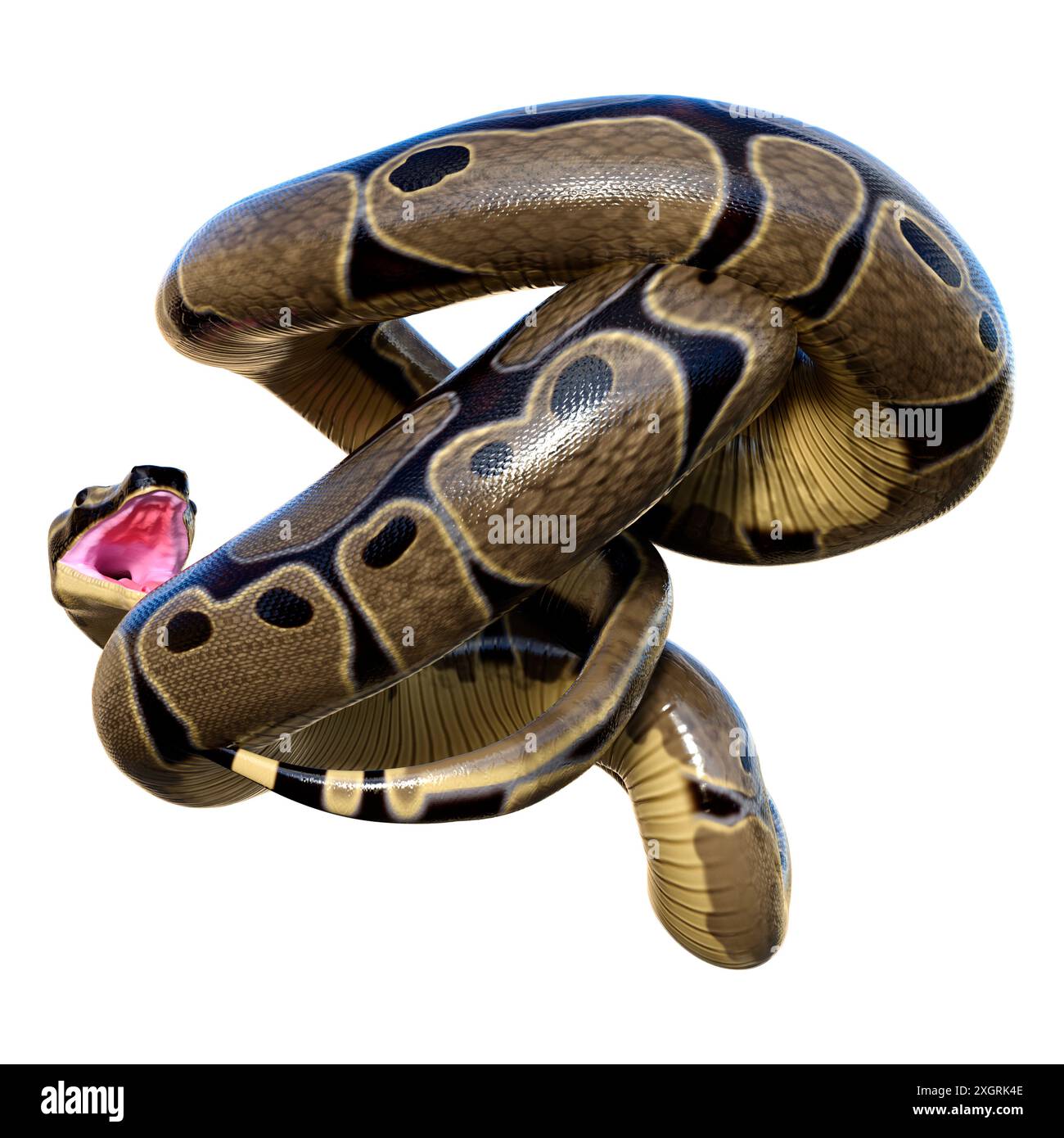 3D rendering of a ball python or python regius isolated on white ...