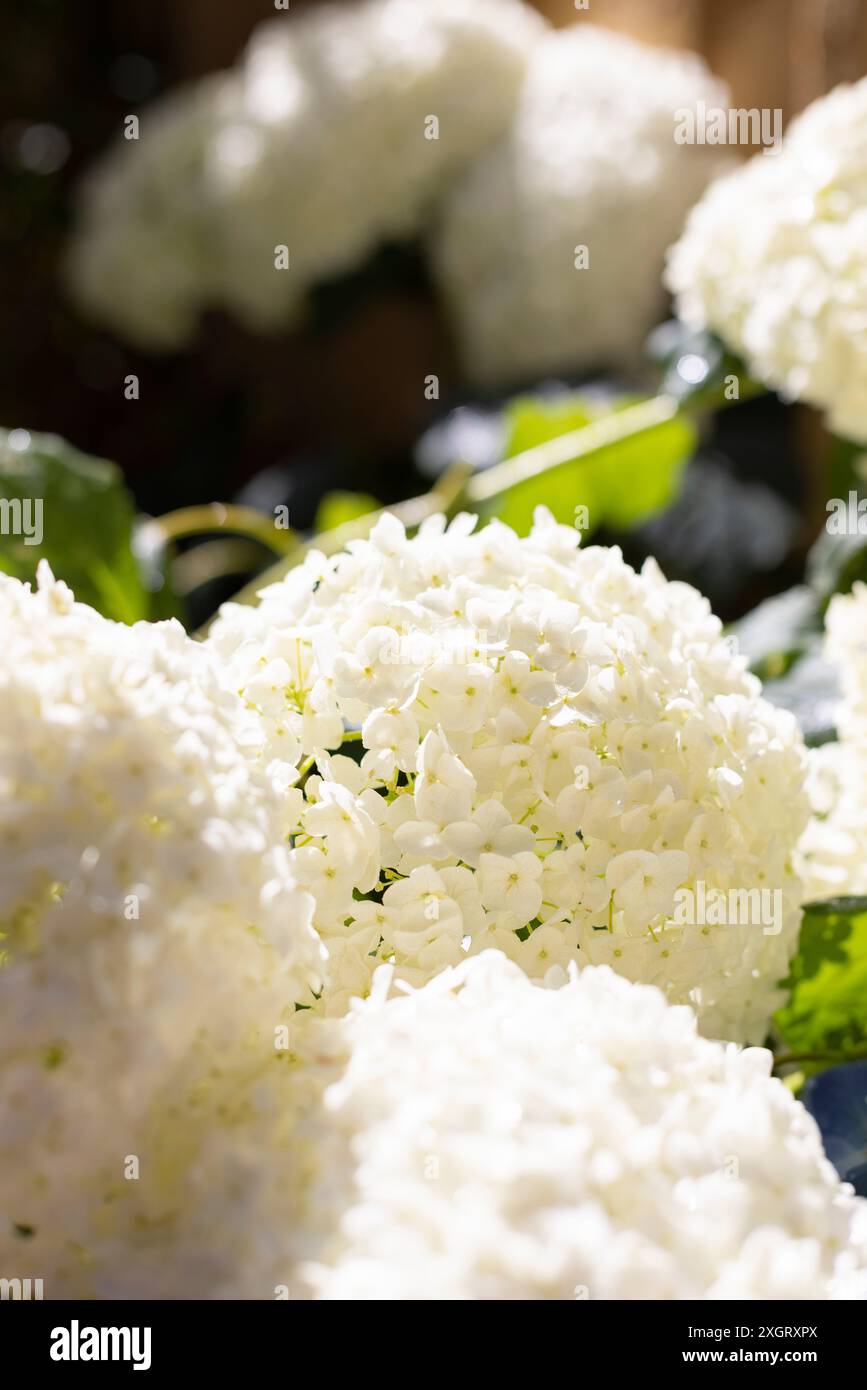 Hydrangea annabelle flowers hi-res stock photography and images - Page 3 -  Alamy