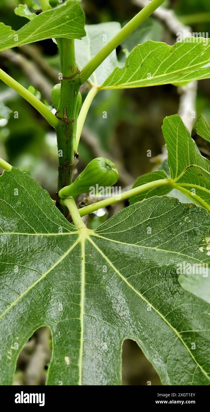 Fig tree bunch leaves fruit hi-res stock photography and images - Alamy