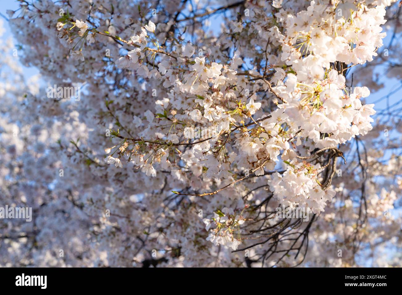 Full bloom cherry blossoms dc hi-res stock photography and images - Alamy