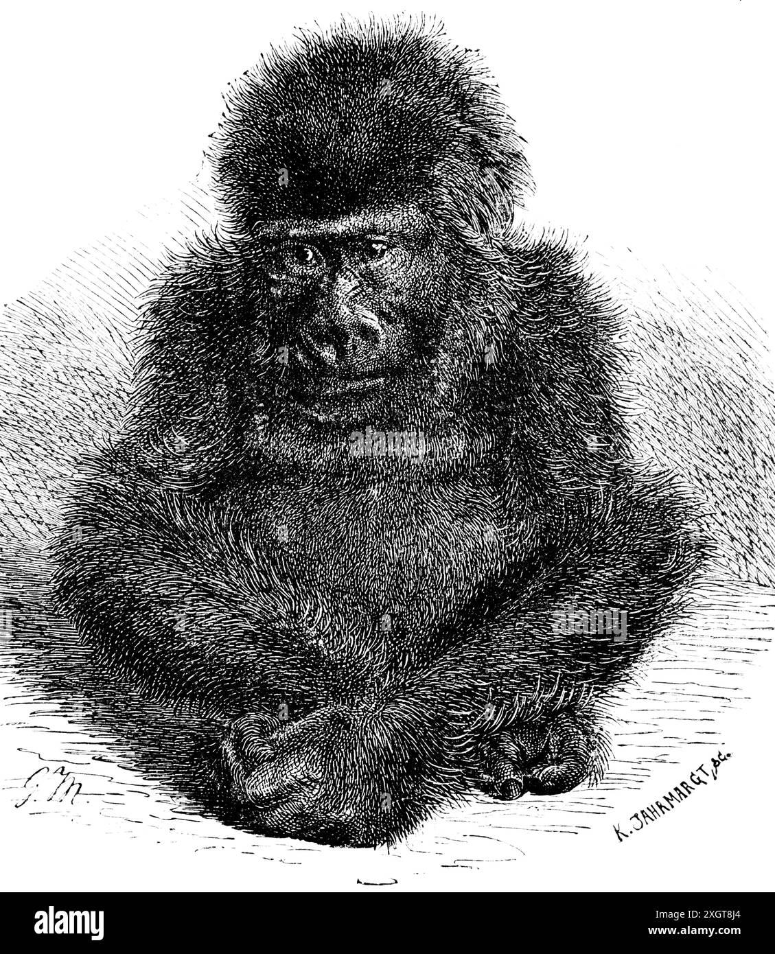 Sad Gorilla Drawing