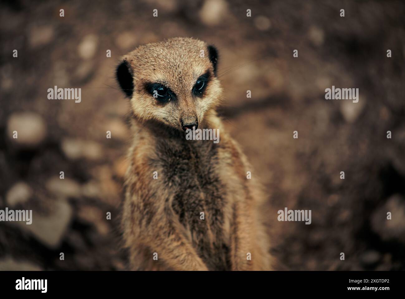 meerkat up close Stock Photo