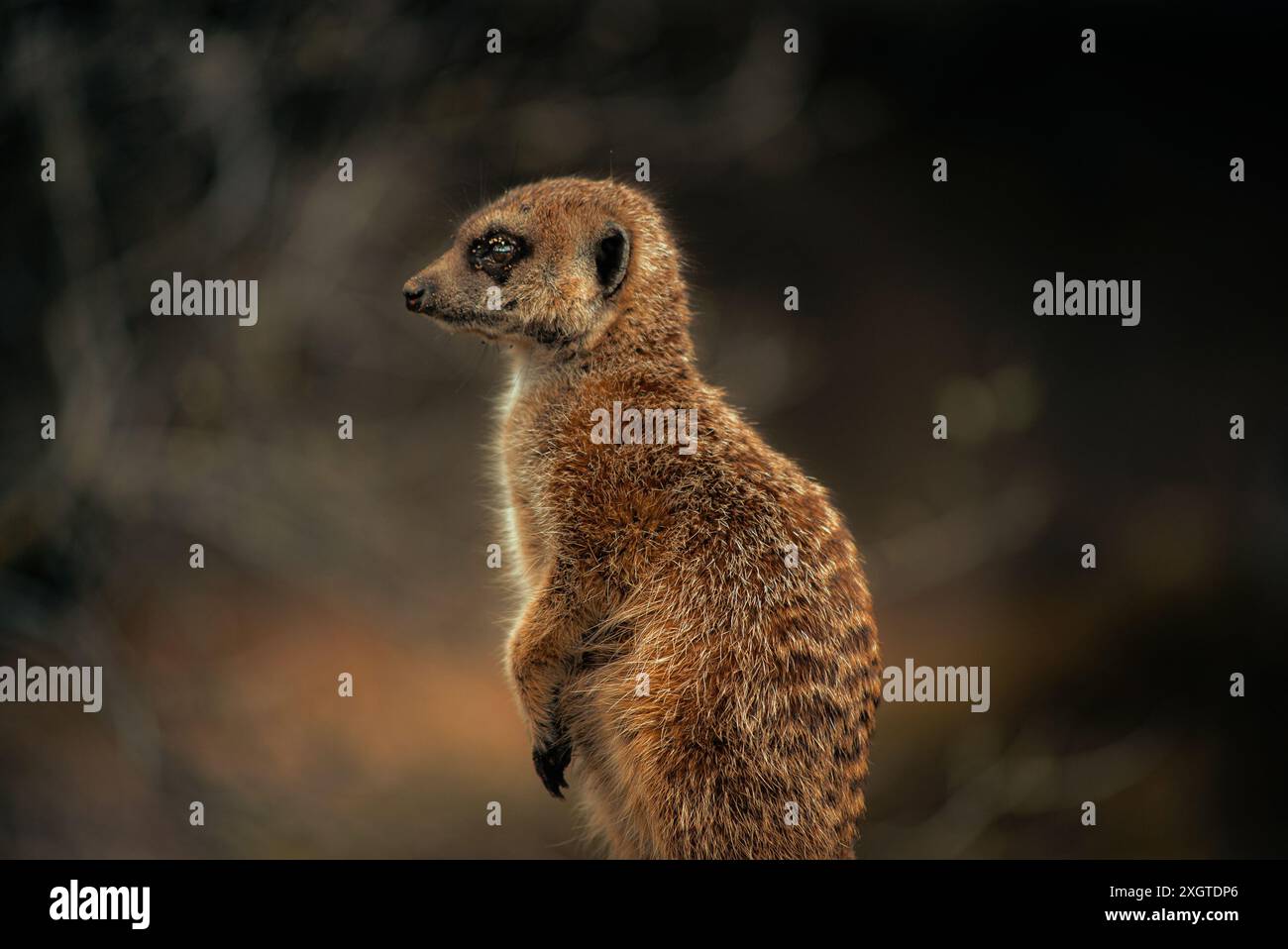 Side profile of a meerkat, warm moody tones, furry and cute. Stock Photo