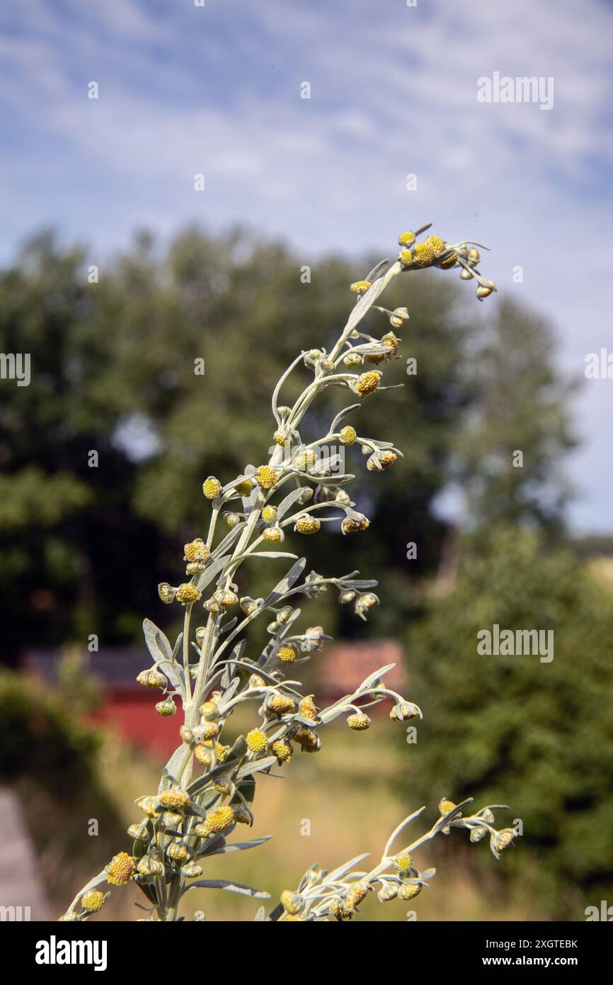 yellow flower wormwood (Artemisia absinthium) Stock Photo