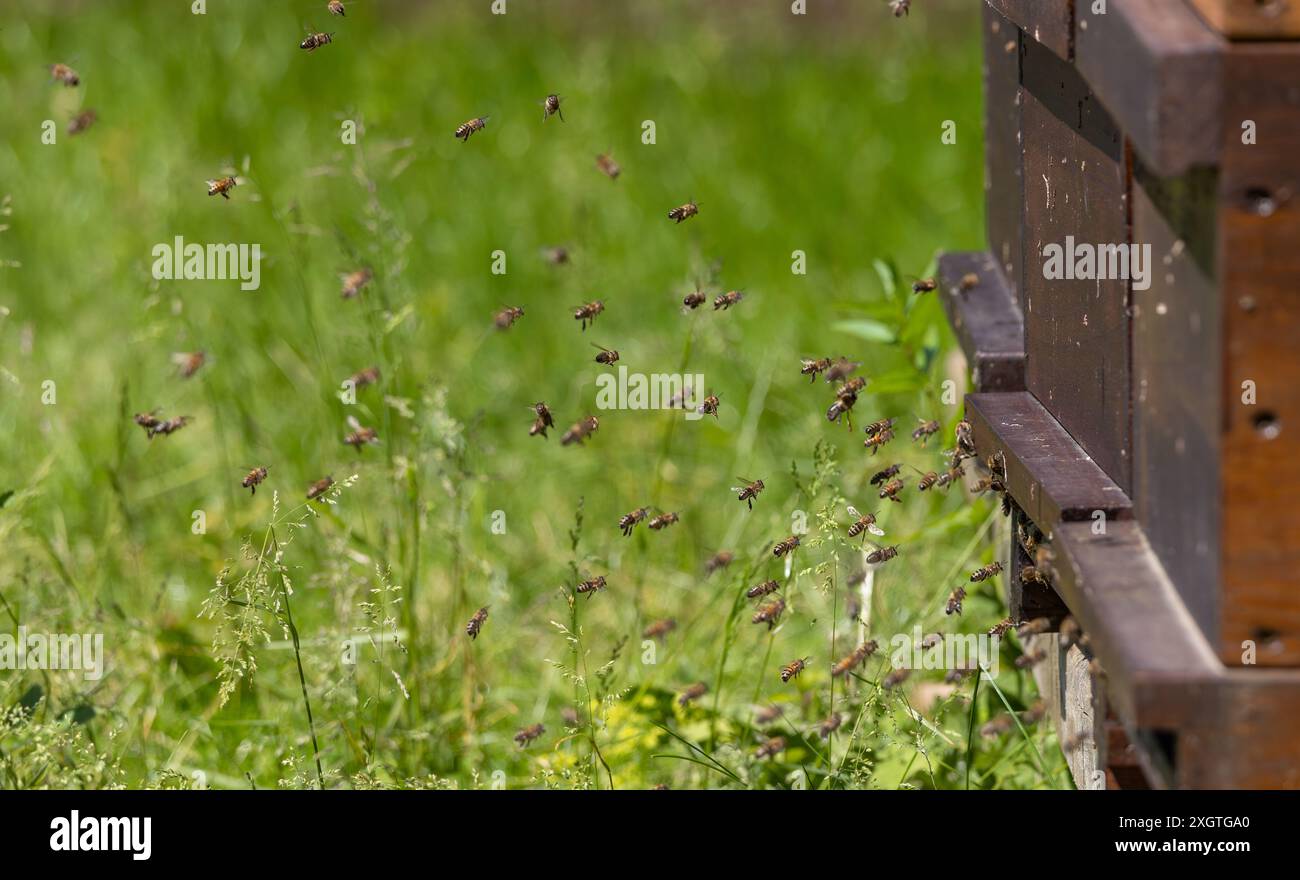 Teamwork of bees hi-res stock photography and images - Alamy