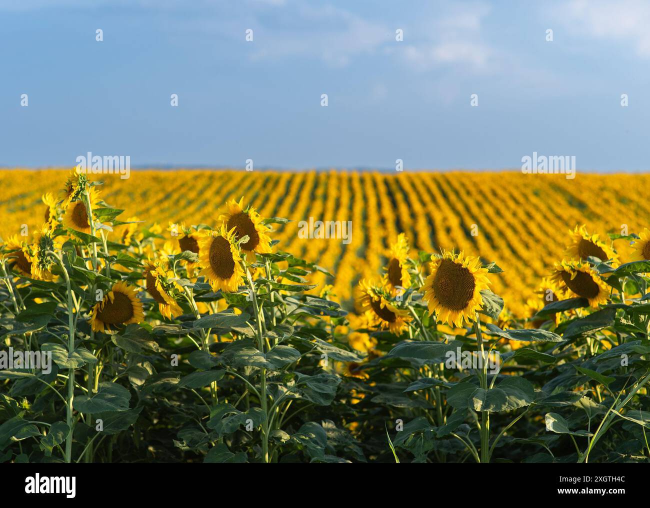 Sunflower in full bloom in field of sunflowers Stock Photo - Alamy