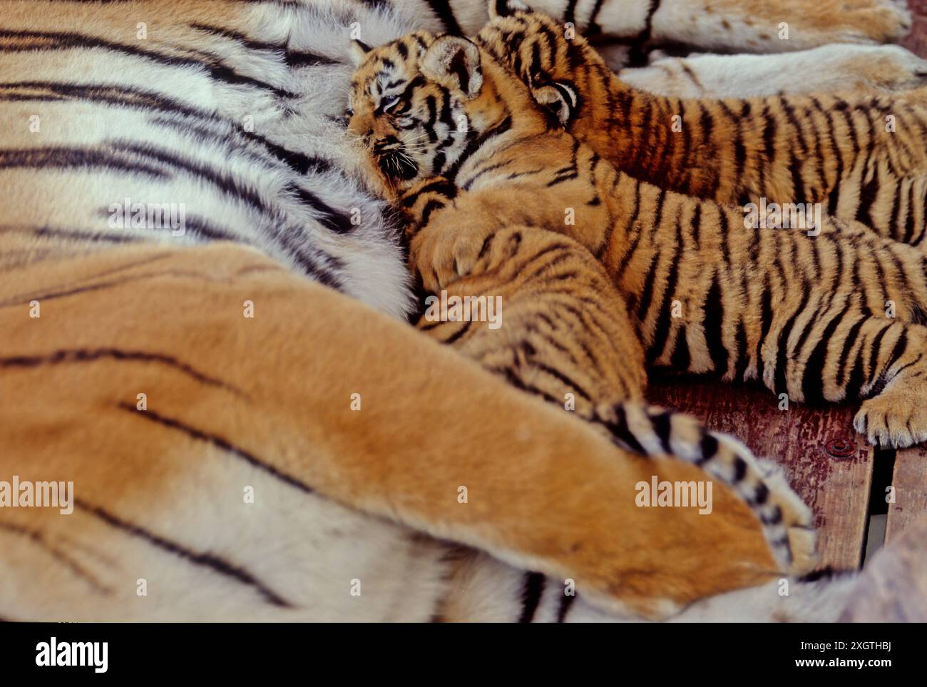 The tiger (Panthera tigris) is a member of the genus Panthera and the ...