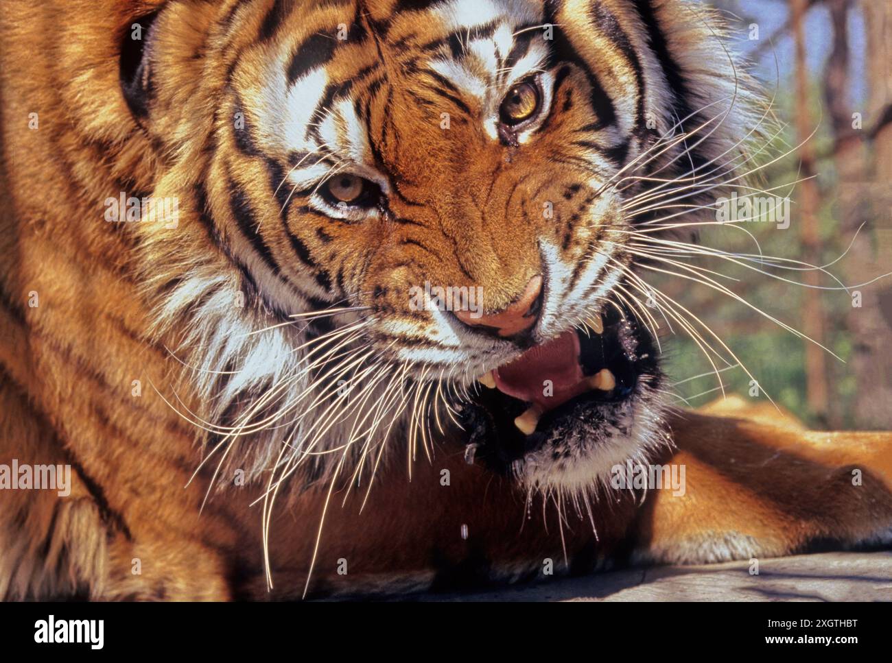 The tiger (Panthera tigris) is a member of the genus Panthera and the ...