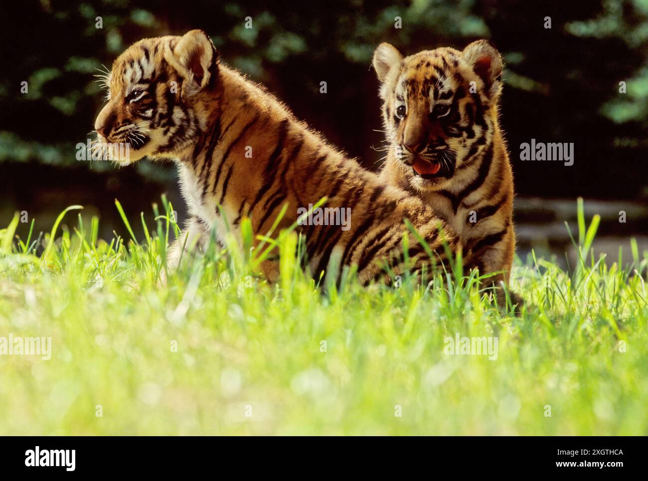 The tiger (Panthera tigris) is a member of the genus Panthera and the ...