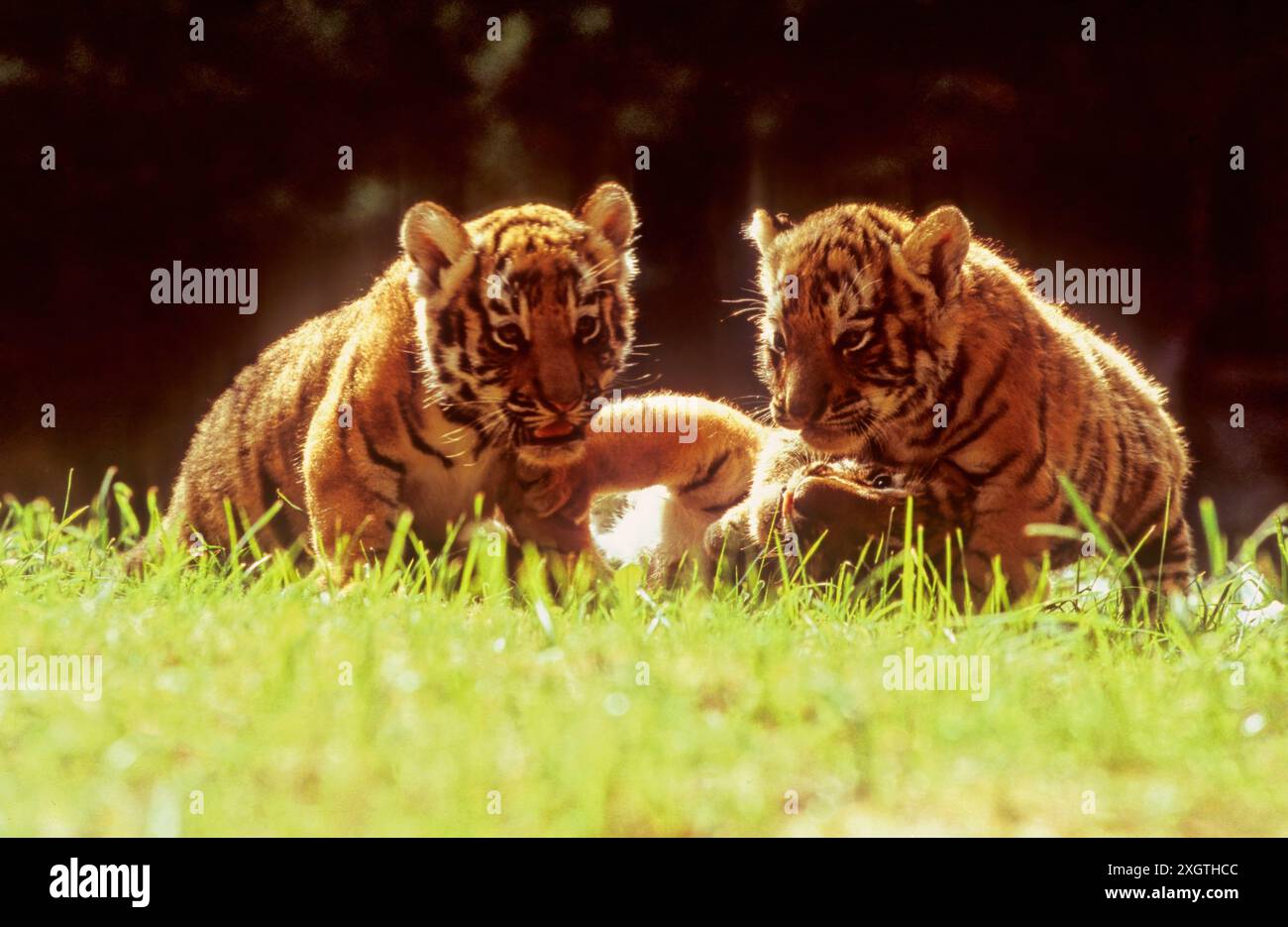 The tiger (Panthera tigris) is a member of the genus Panthera and the ...