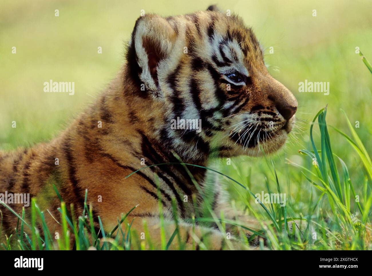 The tiger (Panthera tigris) is a member of the genus Panthera and the ...