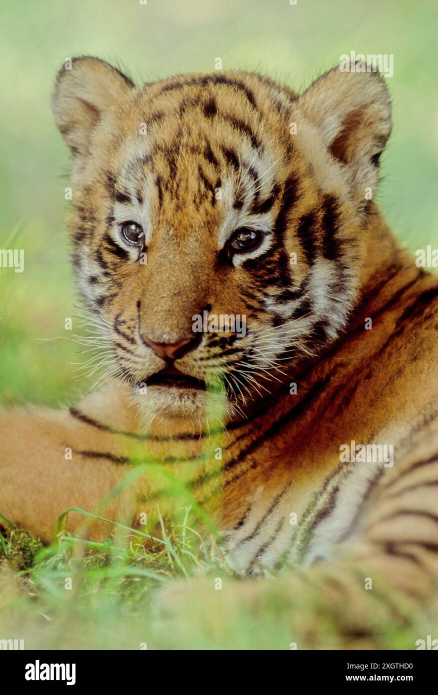 The tiger (Panthera tigris) is a member of the genus Panthera and the ...