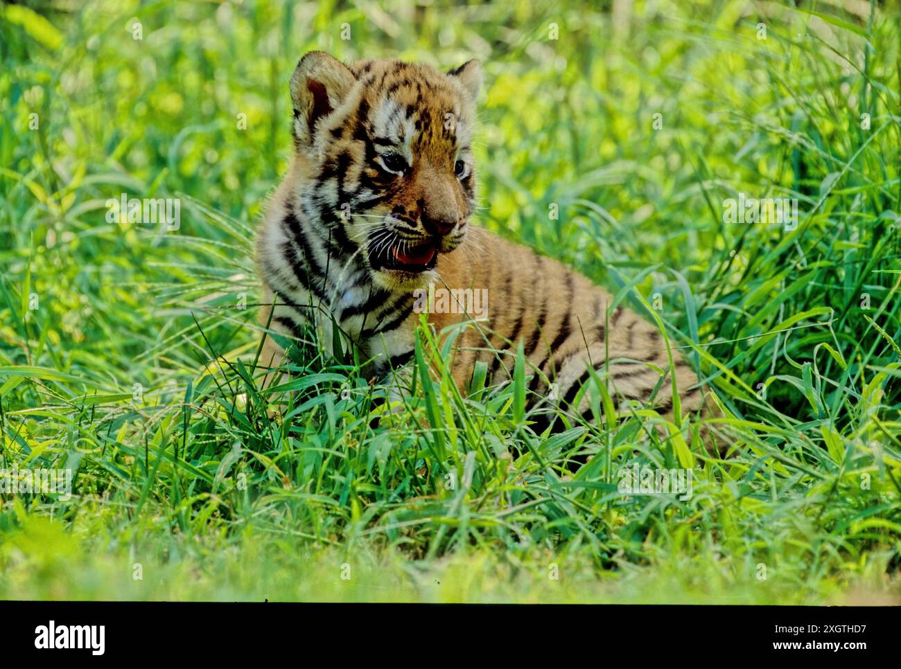 The tiger (Panthera tigris) is a member of the genus Panthera and the ...