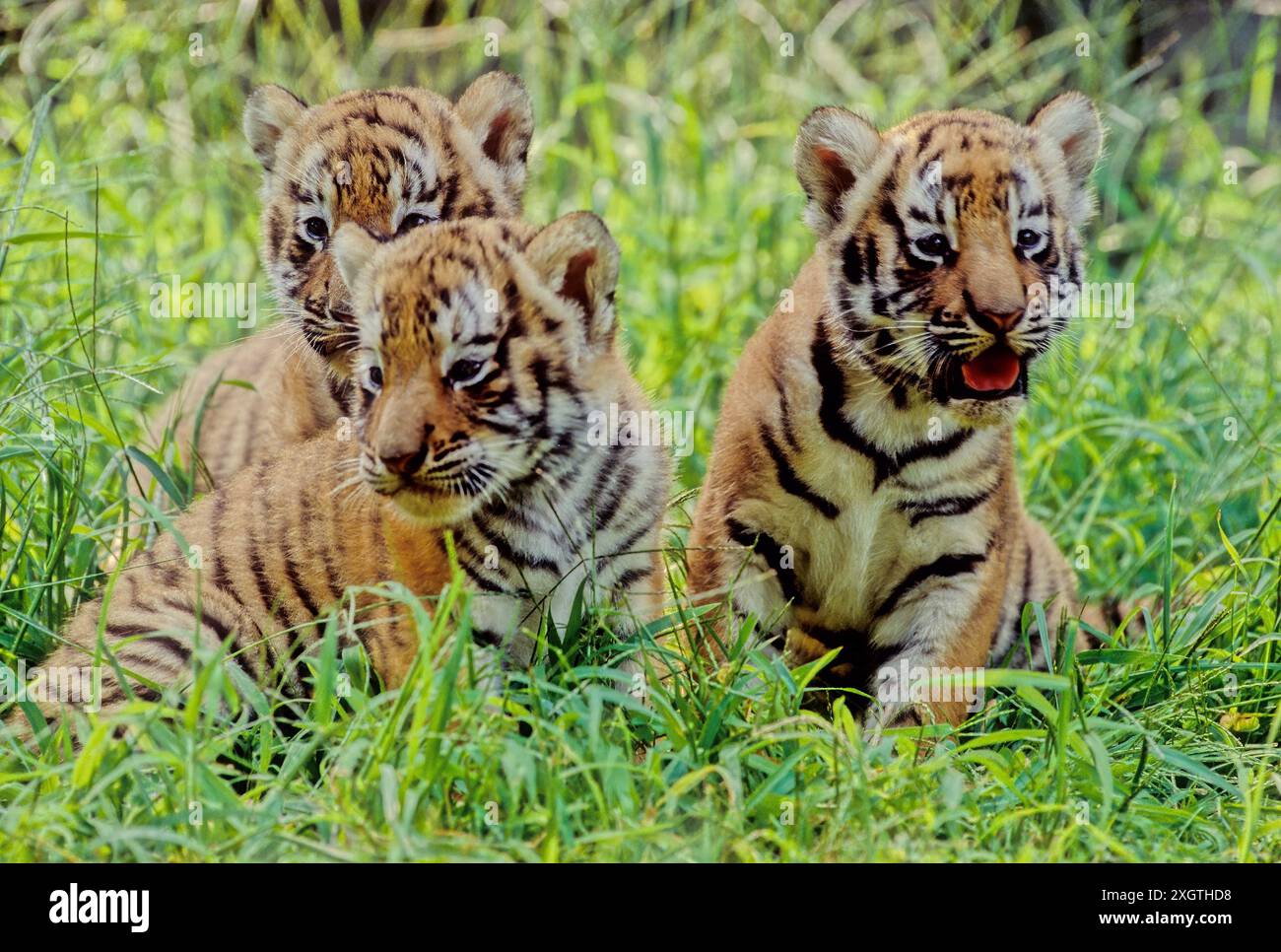 The tiger (Panthera tigris) is a member of the genus Panthera and the ...