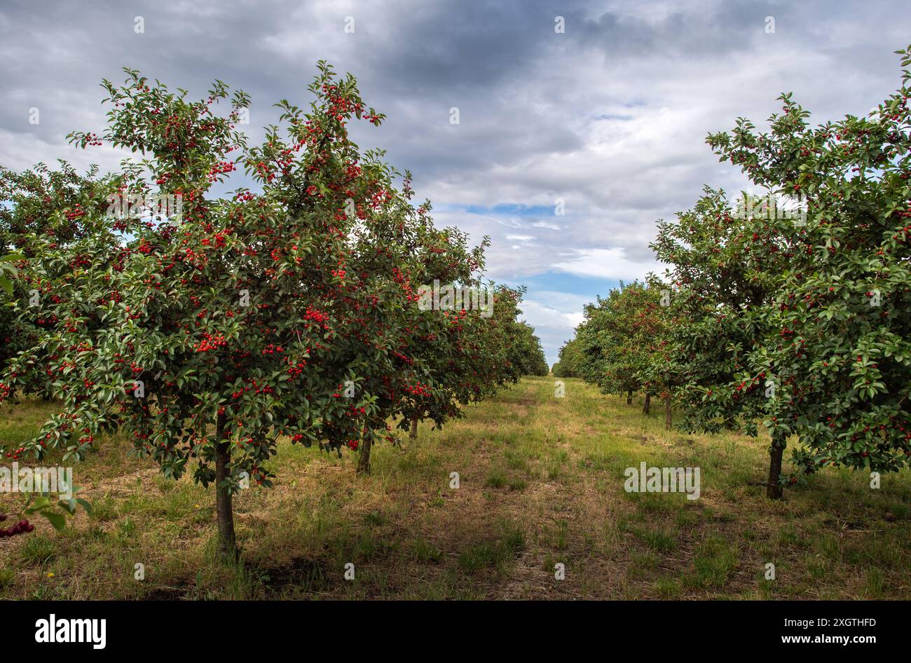 Cherries on orchard tree in sunset Stock Photo