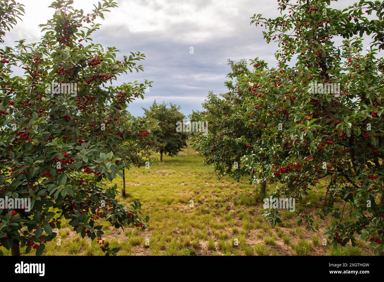 Cherries on orchard tree in sunset Stock Photo