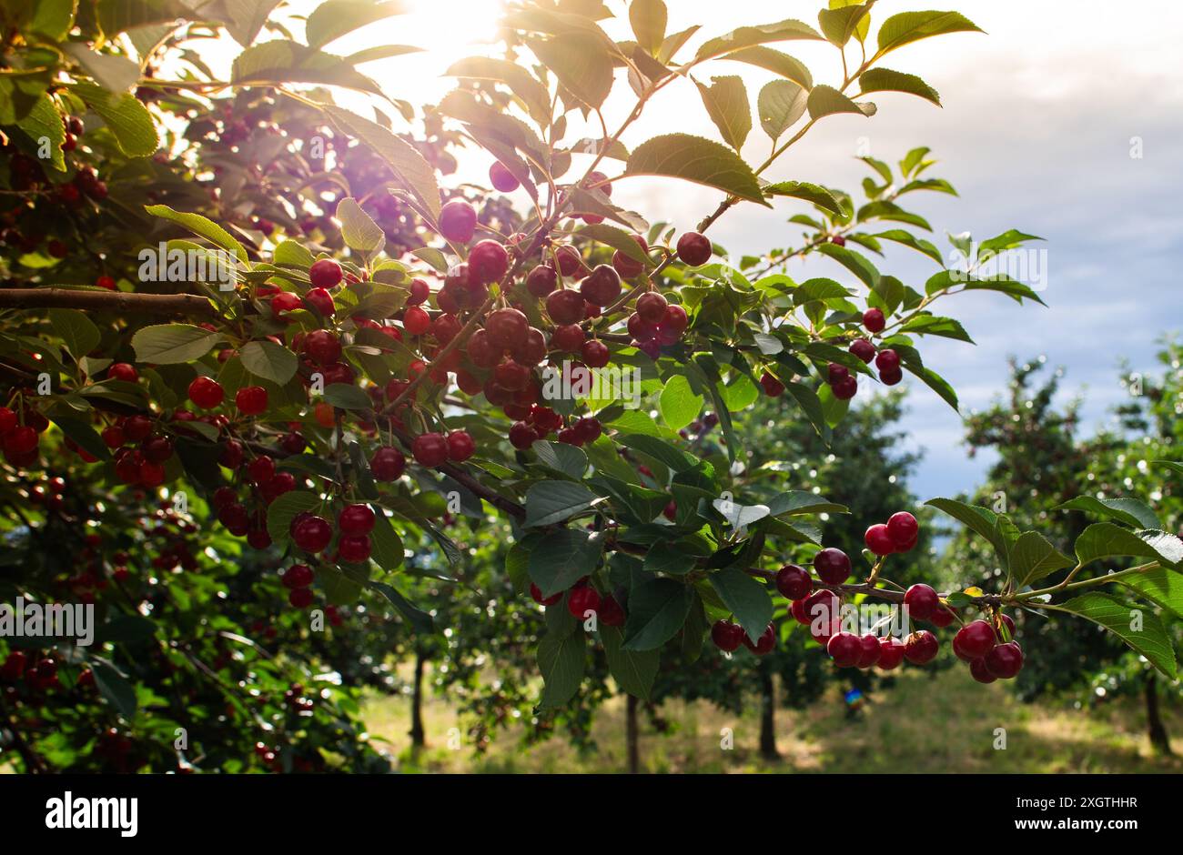 Cherries on orchard tree in sunset Stock Photo