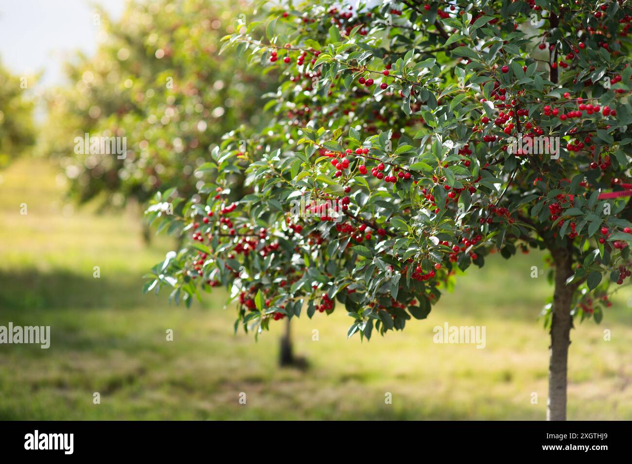 Cherries on orchard tree in sunset Stock Photo