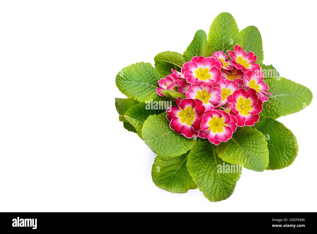 Primrose flowers isolated on white background. Free space for text. Stock Photo