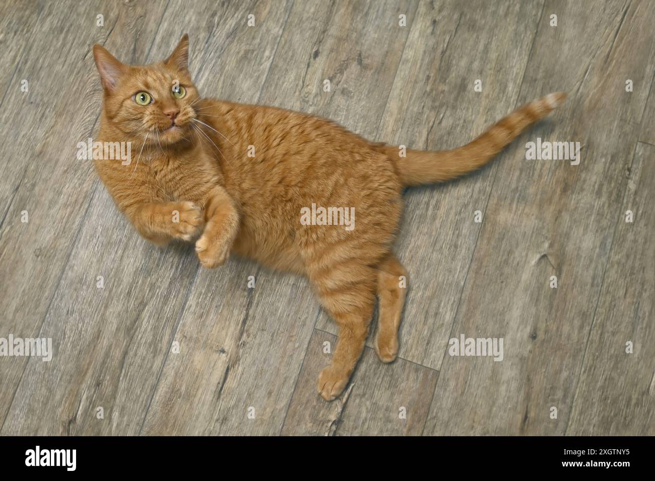 Cat messing around hi-res stock photography and images - Alamy