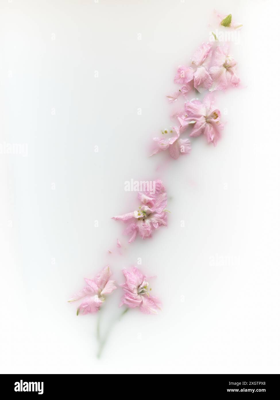 Subtle romantic style hi-res stock photography and images - Alamy