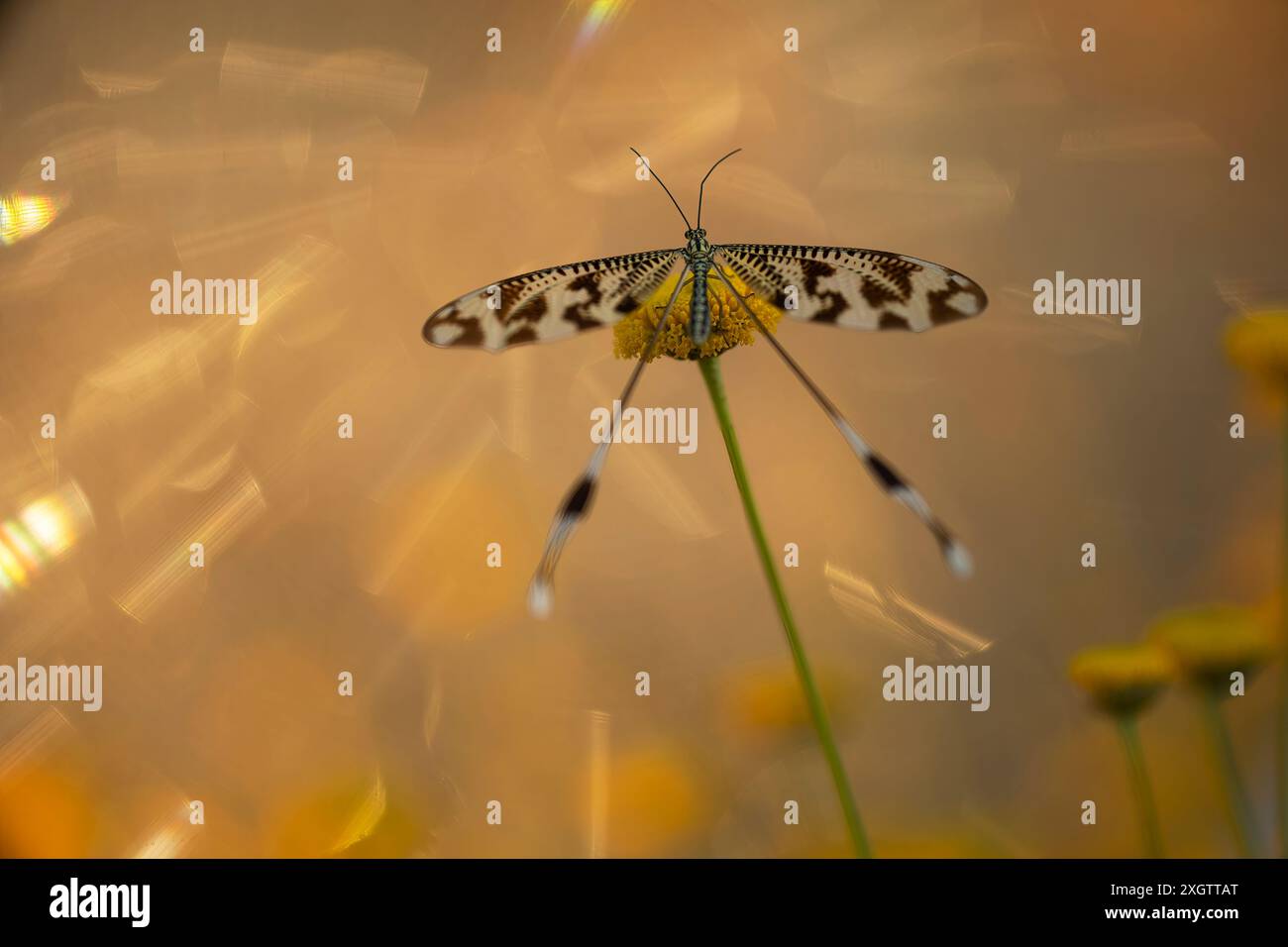 Mesomeristic hi-res stock photography and images - Alamy