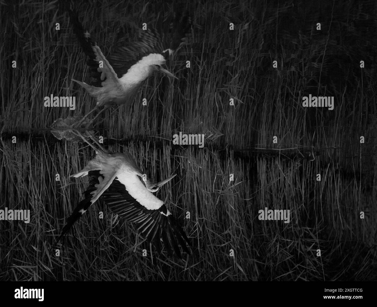 A striking black and white photograph capturing two Great white egrets in mid-flight over a marsh, showcasing their elegant plumage and dynamic motion Stock Photo