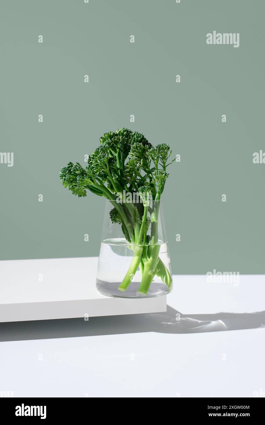 Fresh broccolini stalks, also known as tenderstem or baby broccoli, are displayed in a clear glass jar filled with water, showcased on a modern minima Stock Photo