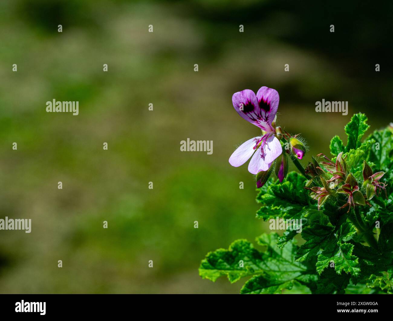 Euchblatt Pelargonie Hi res Stock Photography And Images Alamy euchblatt-pelargonie-hi-res-stock-photography-and-images-alamy