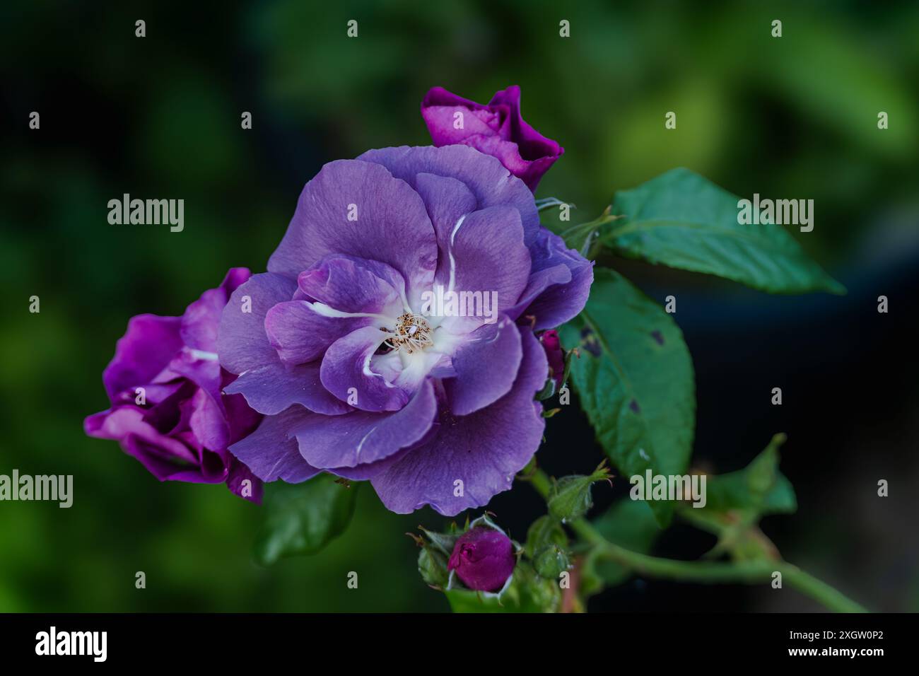 Rose violet hi-res stock photography and images - Alamy