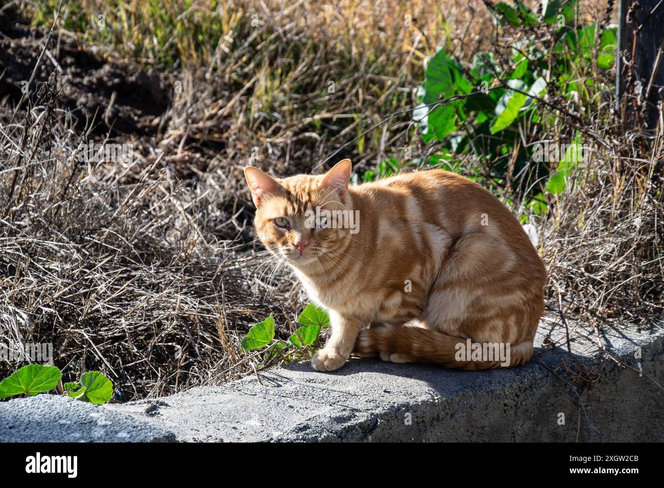 Orange tabby cat grass hi-res stock photography and images - Alamy